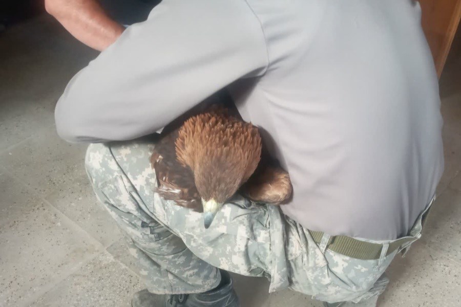 تیمار دامپزشک محیط زیست شهرستان سرچهان برای عقاب طلایی با شاهپرهای بریده