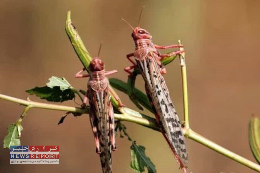 ملخ های مراکشی برای سومین سال متوالی به مزارع فارس هجوم آوردند
