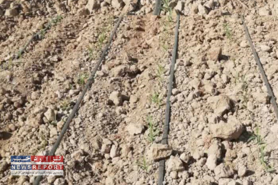 برنامه ریزی برای کشت ۳۰۰۰ هکتار ذرت علوفه ای در شهرستان کوار