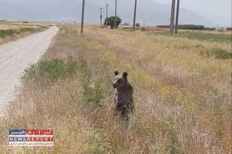زنده گیری و تیمار خرس قهوه ای در شهرستان اقلید