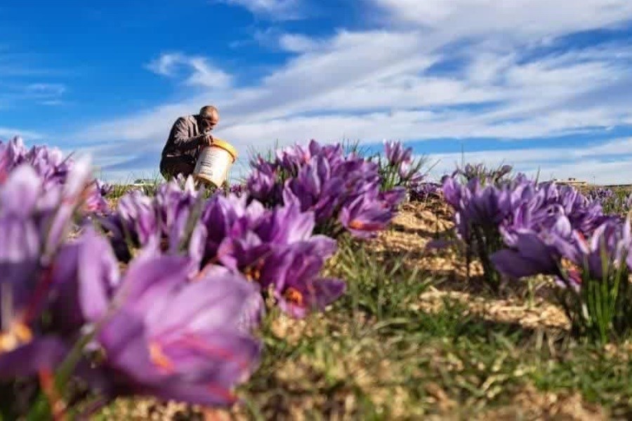 شروع برداشت طلای سرخ در نی‌ریز