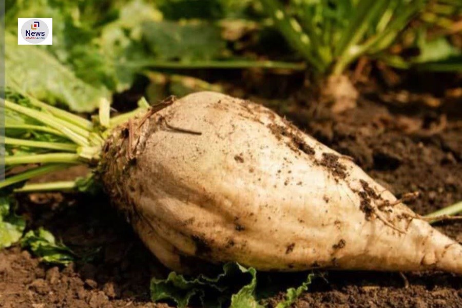 کشت مکانیزه چغندر قند در بیش از 1000 هکتار از مزارع مرودشت