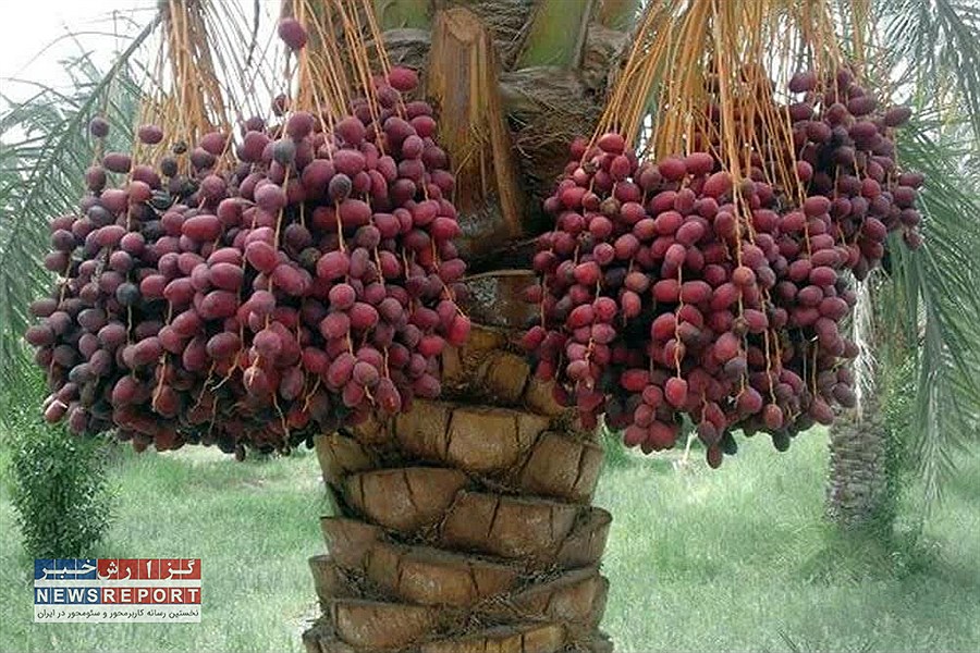خرما در قاب فرهنگ؛ آمادگی بافق برای جشنواره‌ای سه‌روزه