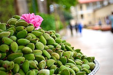 تصویر اردیبهشت شیراز